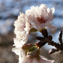 長瀞宝登山　寒桜