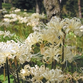 長瀞不動寺　曼珠沙華（まんじゅしゃげ）