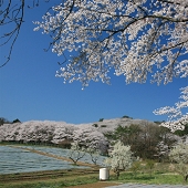 長瀞　野土山