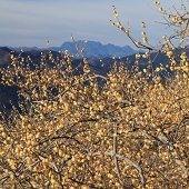 長瀞宝登山　ろうばい園