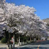 長瀞　宝登山参道沿いの桜