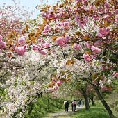 長瀞　通り抜けの桜