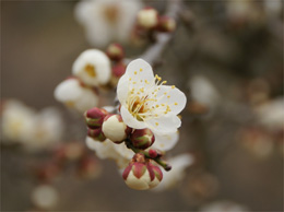 長瀞宝登山　梅百花園