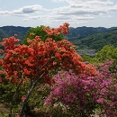 長瀞宝登山　ツツジ園